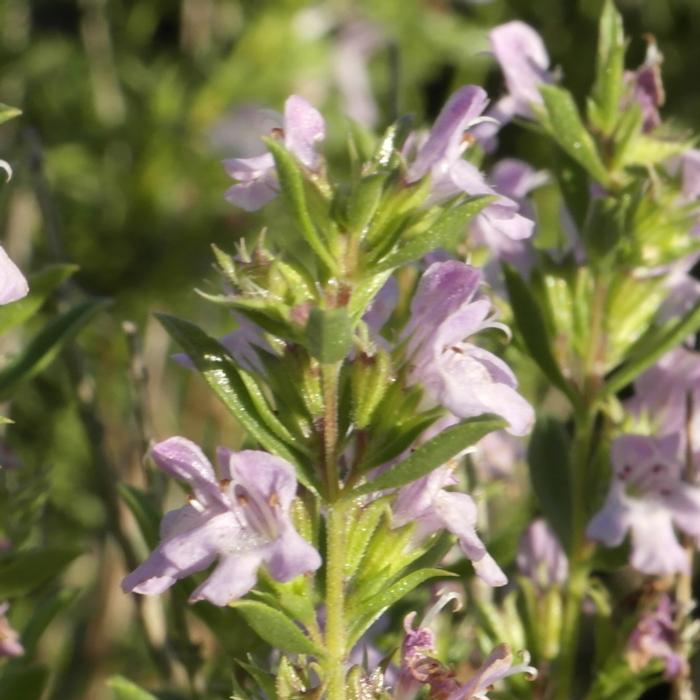 Satureja montana ssp. illyrica plant