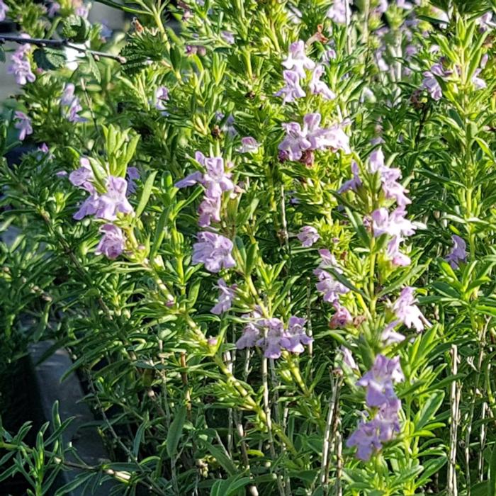 Satureja montana ssp. illyrica plant