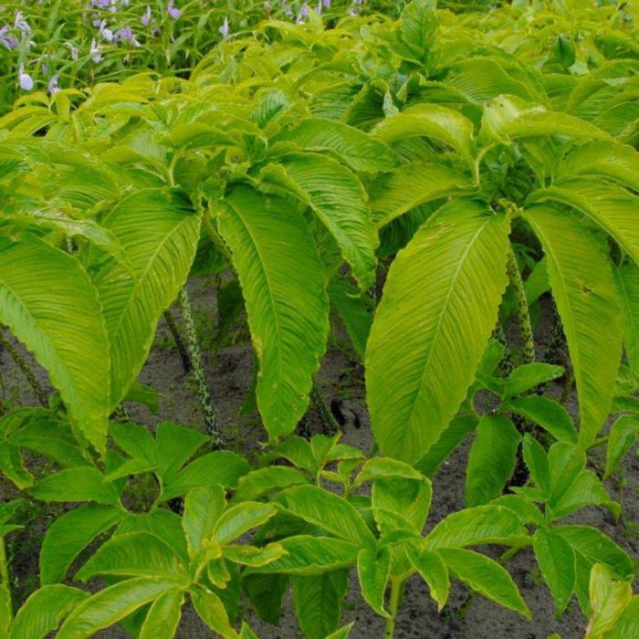 Sauromatum venosum plant