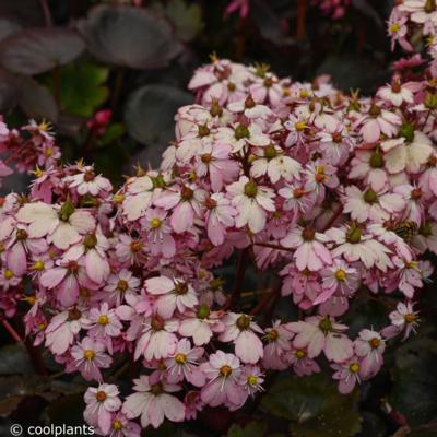 saxifraga-dancing-pixies-tilda