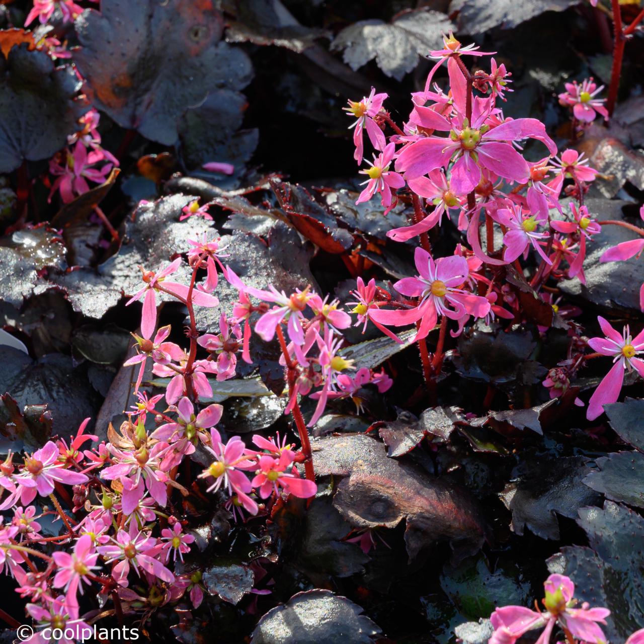 Saxifraga fortunei 'Black Ruby' plant