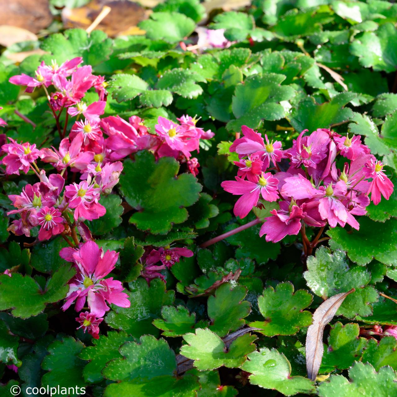 Saxifraga fortunei 'Gokka' plant