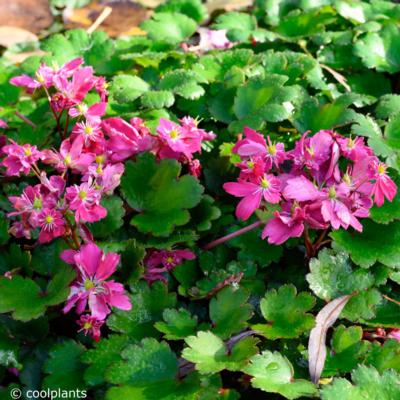 saxifraga-fortunei-gokka