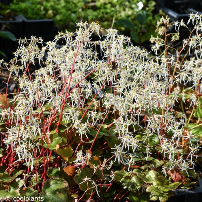 Saxifraga fortunei 'Wada' plant