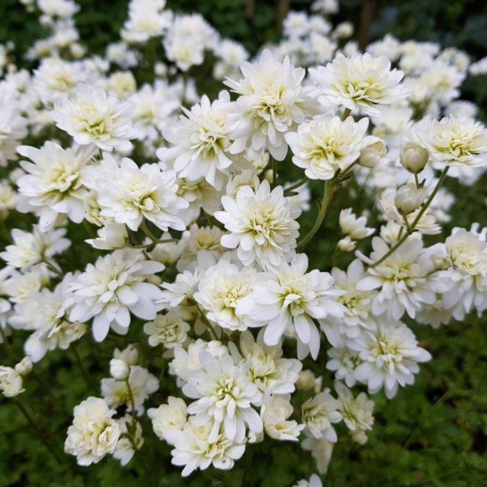 Saxifraga granulata 'Flore Pleno' plant