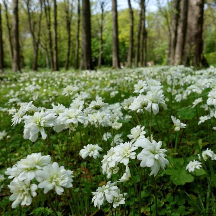 Saxifraga granulata 'Flore Pleno' plant