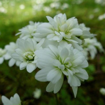 saxifraga-granulata-flore-pleno