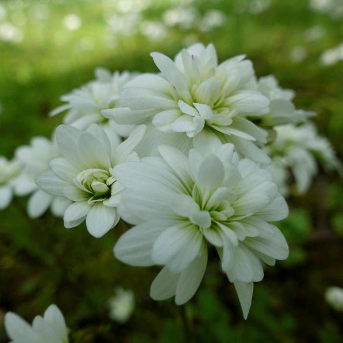 Saxifraga granulata 'Flore Pleno' plant