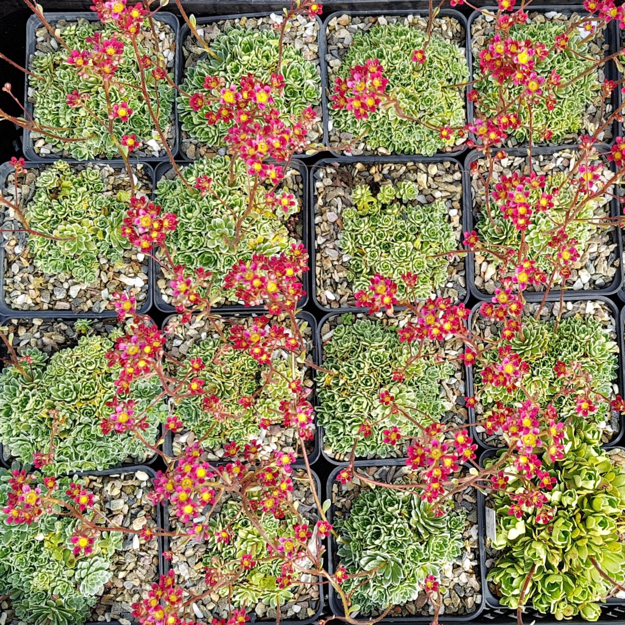 Saxifraga 'Jaromir' plant