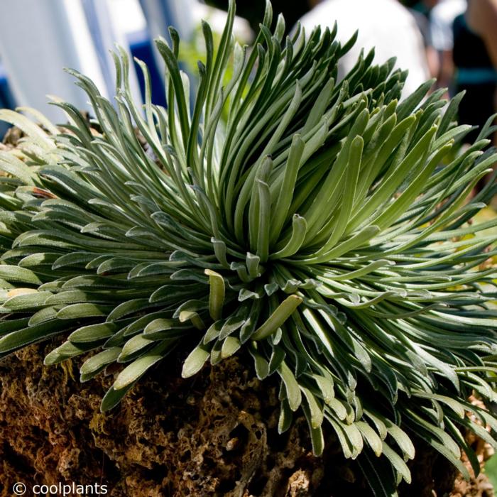 Saxifraga longifolia plant