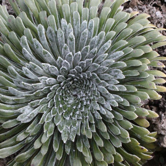 Saxifraga longifolia plant