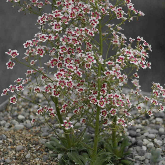 Saxifraga 'Southside Seedling' Red Form plant