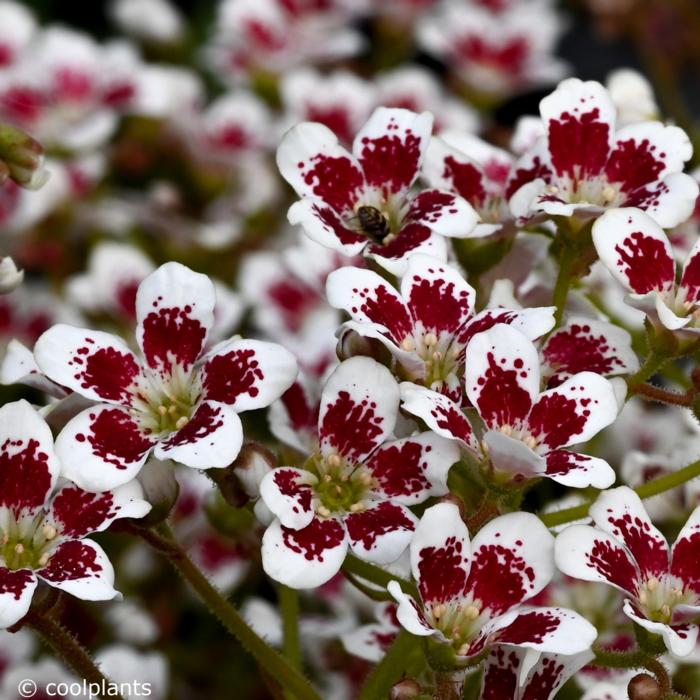 Saxifraga 'Southside Seedling' Red Form plant