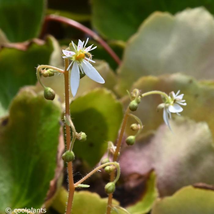 Saxifraga stolonifera 'Rubra' plant