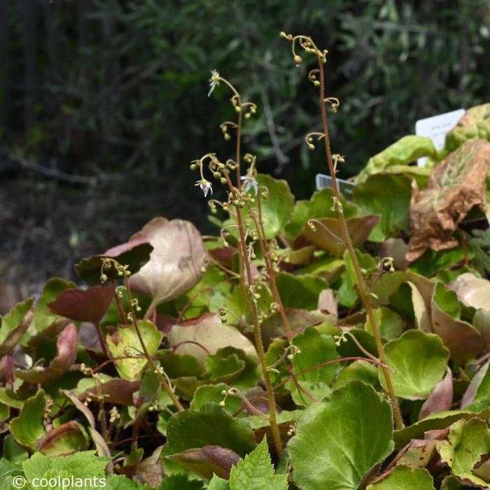 Saxifraga stolonifera 'Rubra' plant