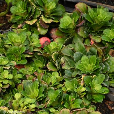 saxifraga-x-geum-dixter-form