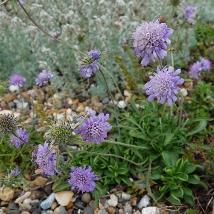 Scabiosa silenifolia plant