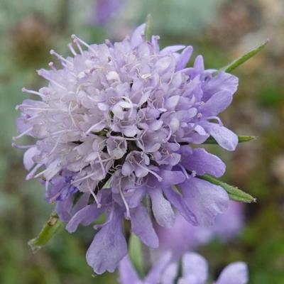 scabiosa-silenifolia
