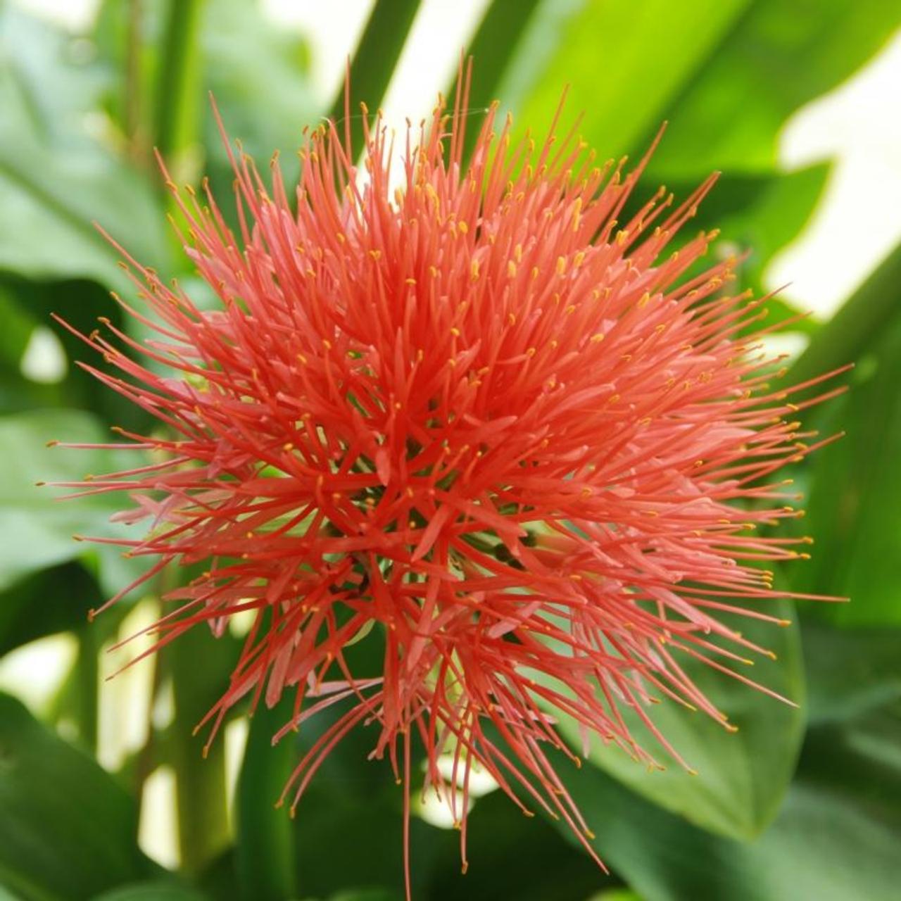 Scadoxus multiflorus subsp. multiflorus plant