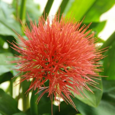 scadoxus-multiflorus-subsp-multiflorus