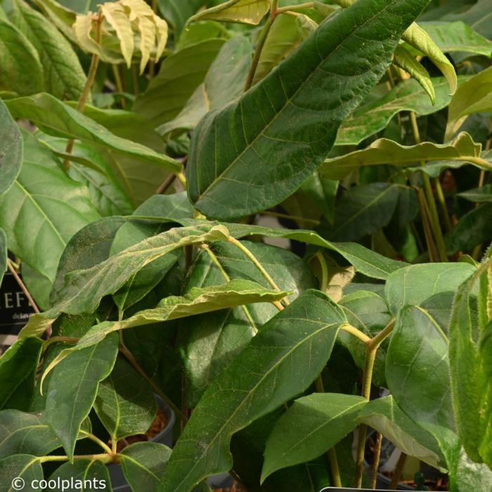 Schefflera delavayi plant