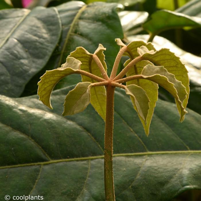 Schefflera delavayi plant