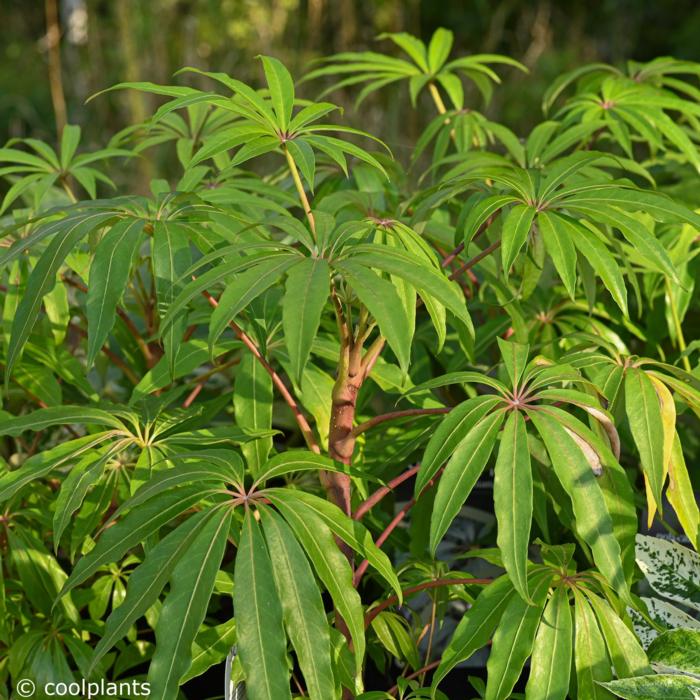 Schefflera taiwaniana plant