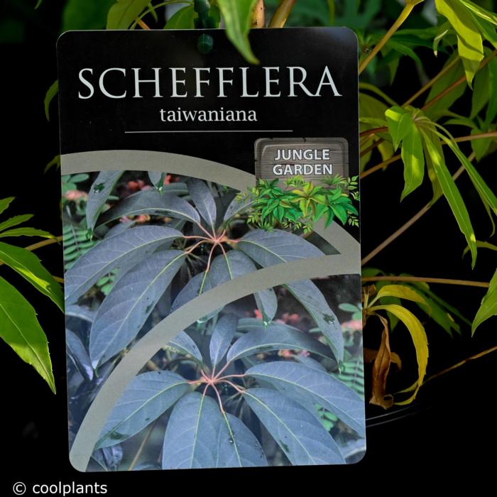 Schefflera taiwaniana plant