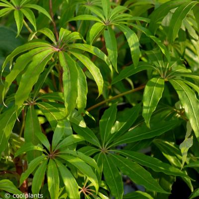 schefflera-taiwaniana