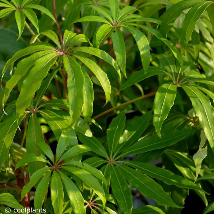 Schefflera taiwaniana plant