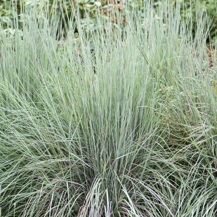 Schizachyrium scoparium 'Blue Heaven' plant