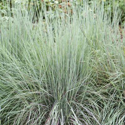 schizachyrium-scoparium-blue-heaven