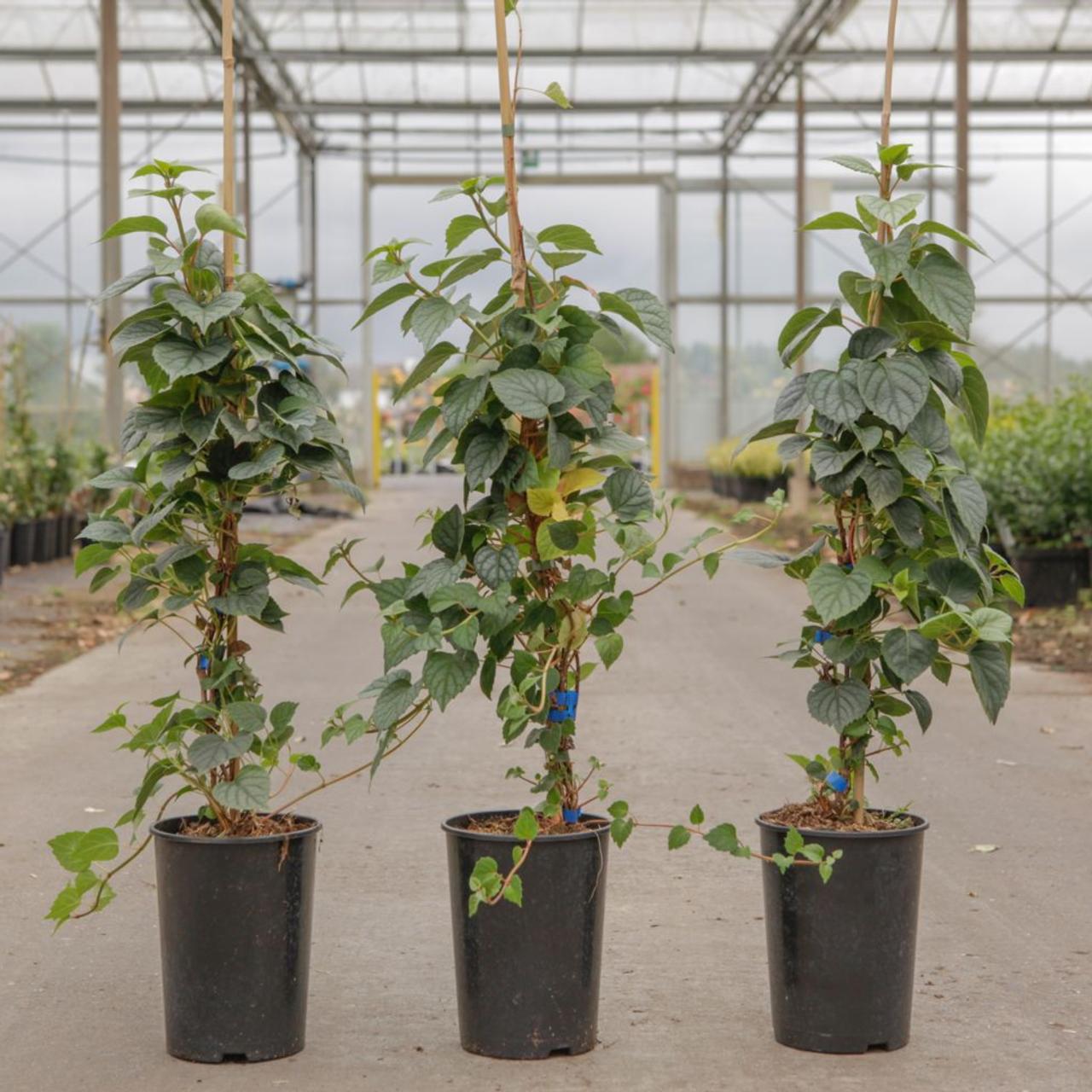 Schizophragma hydrangeoides 'Moonlight' plant