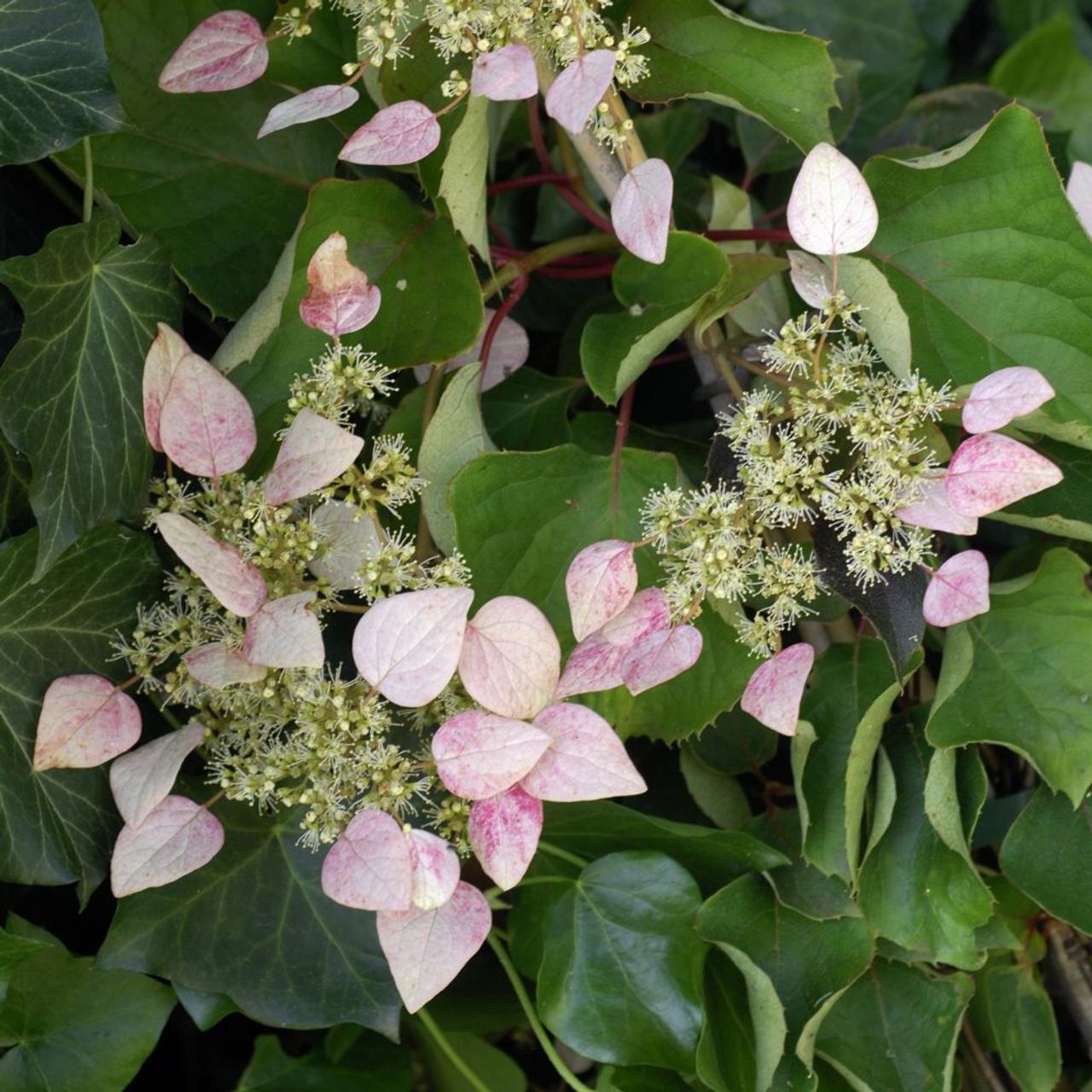 Schizophragma hydrangeoides 'Rose Sensation' plant