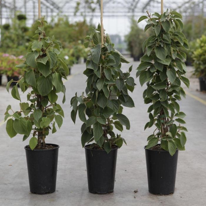 Schizophragma hydrangeoides 'Windmills' plant