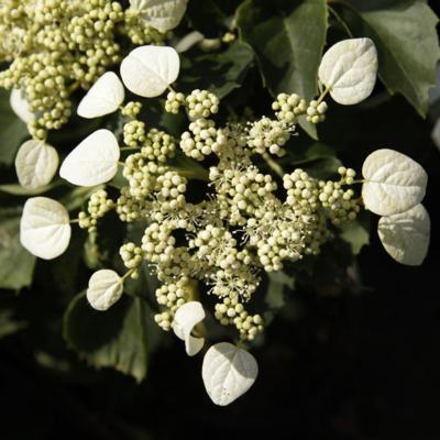 schizophragma-hydrangeoides-windmills