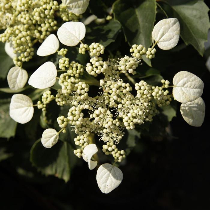 Schizophragma hydrangeoides 'Windmills' plant