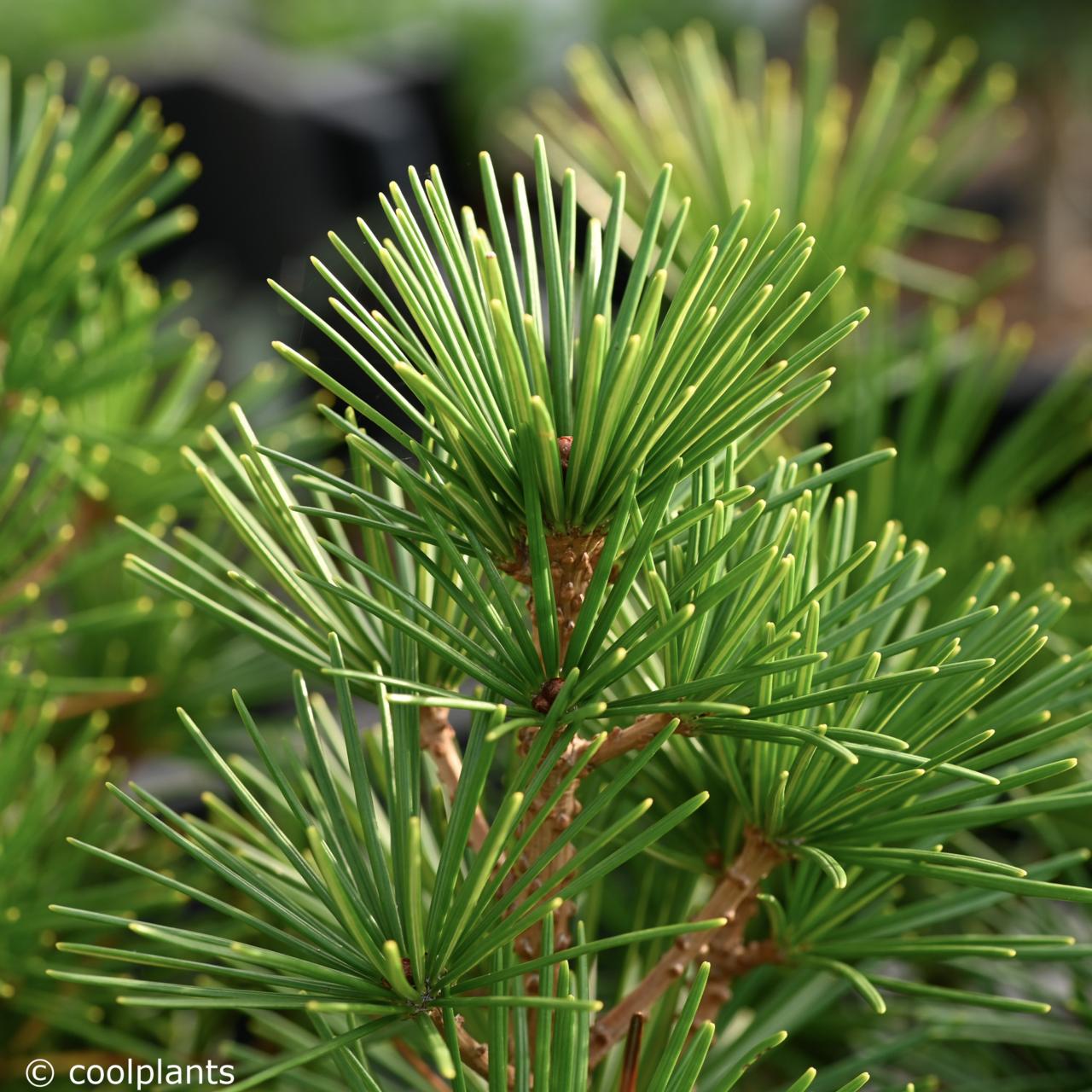 Sciadopitys verticillata 'Grüne Kugel' plant