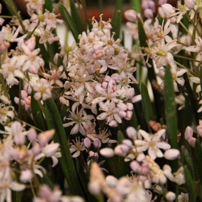 Scilla bifolia 'Rosea' plant