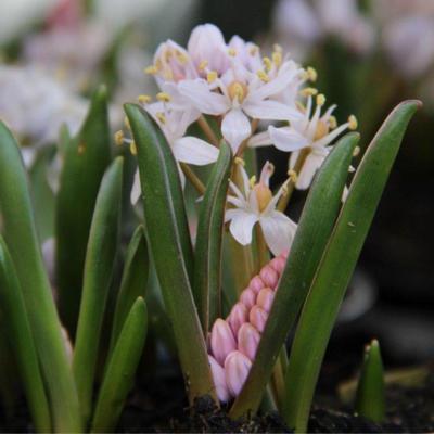 scilla-bifolia-rosea