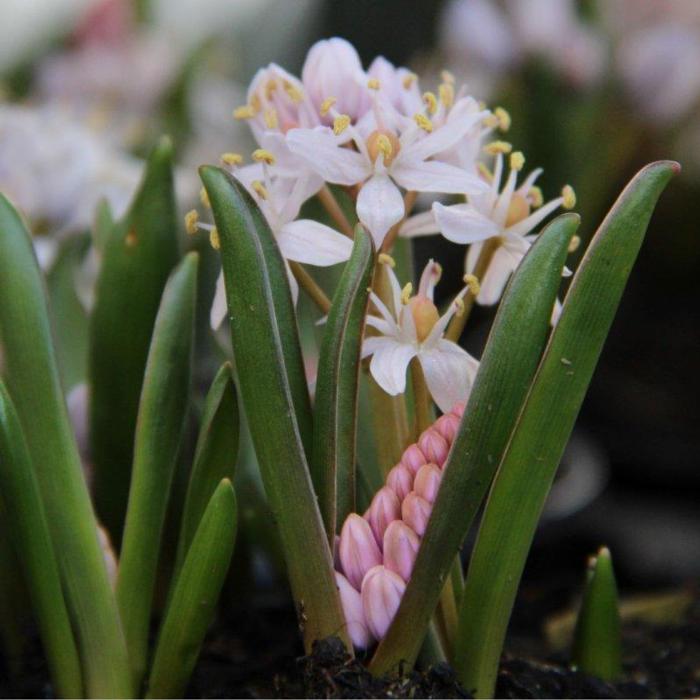 Scilla bifolia 'Rosea' plant