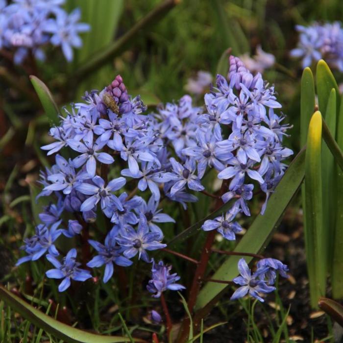 Scilla bifolia plant