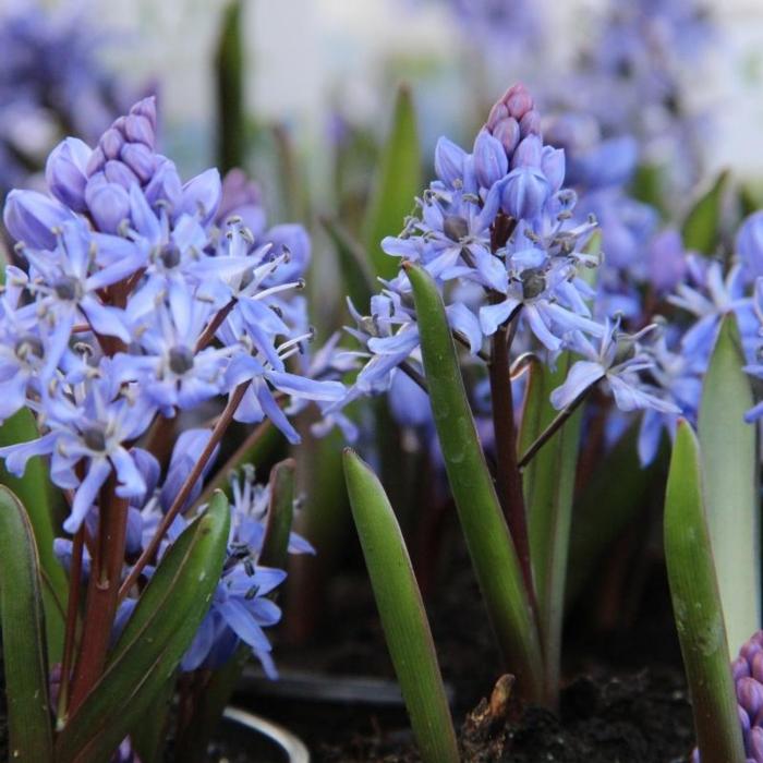 Scilla bifolia plant