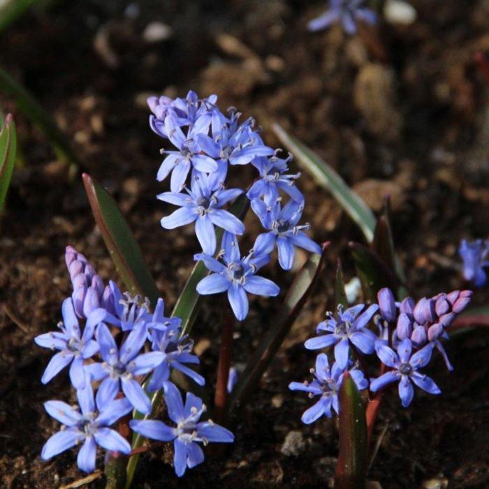 Scilla bifolia plant