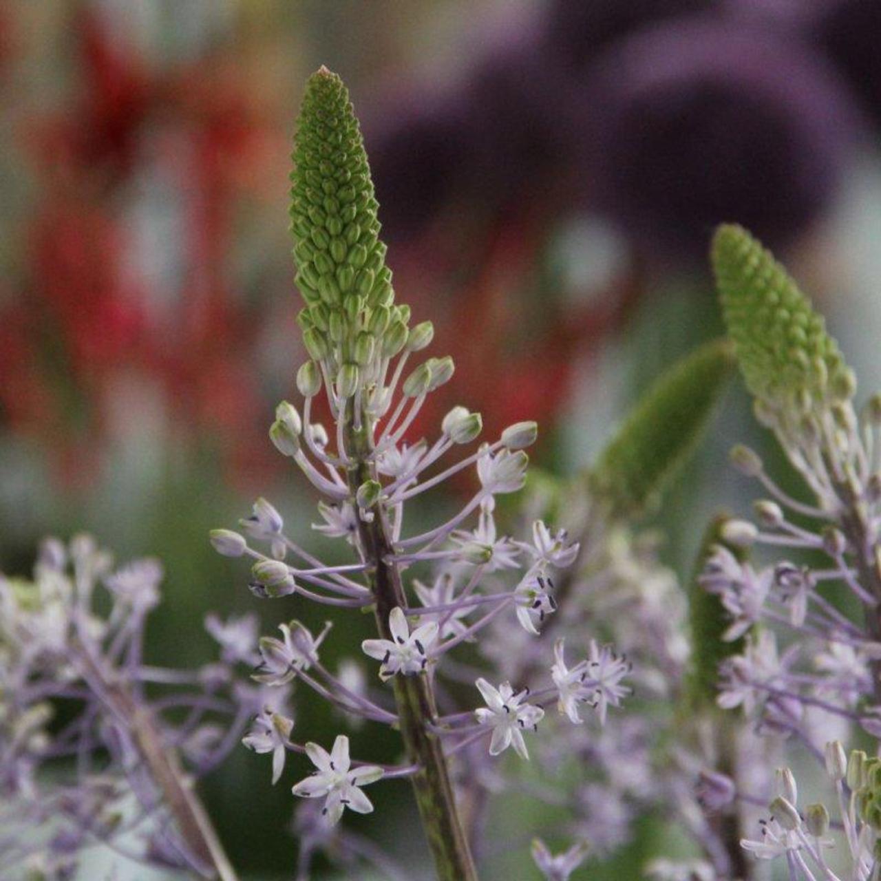 Scilla hyacinthoides 'Blue Arrow' plant