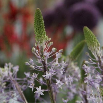 scilla-hyacinthoides-blue-arrow