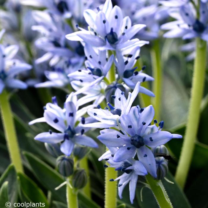 Scilla lingulata plant