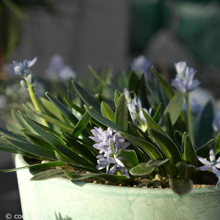 Scilla lingulata plant