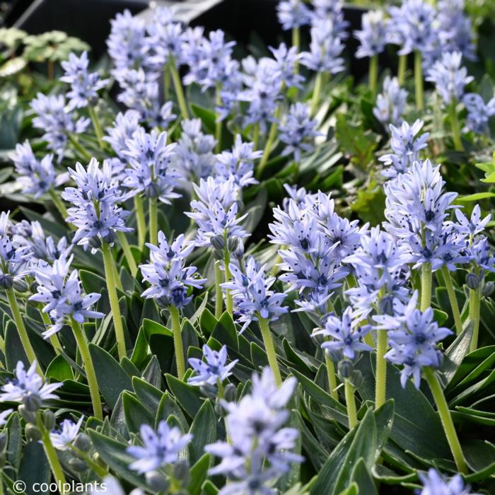 Scilla lingulata plant