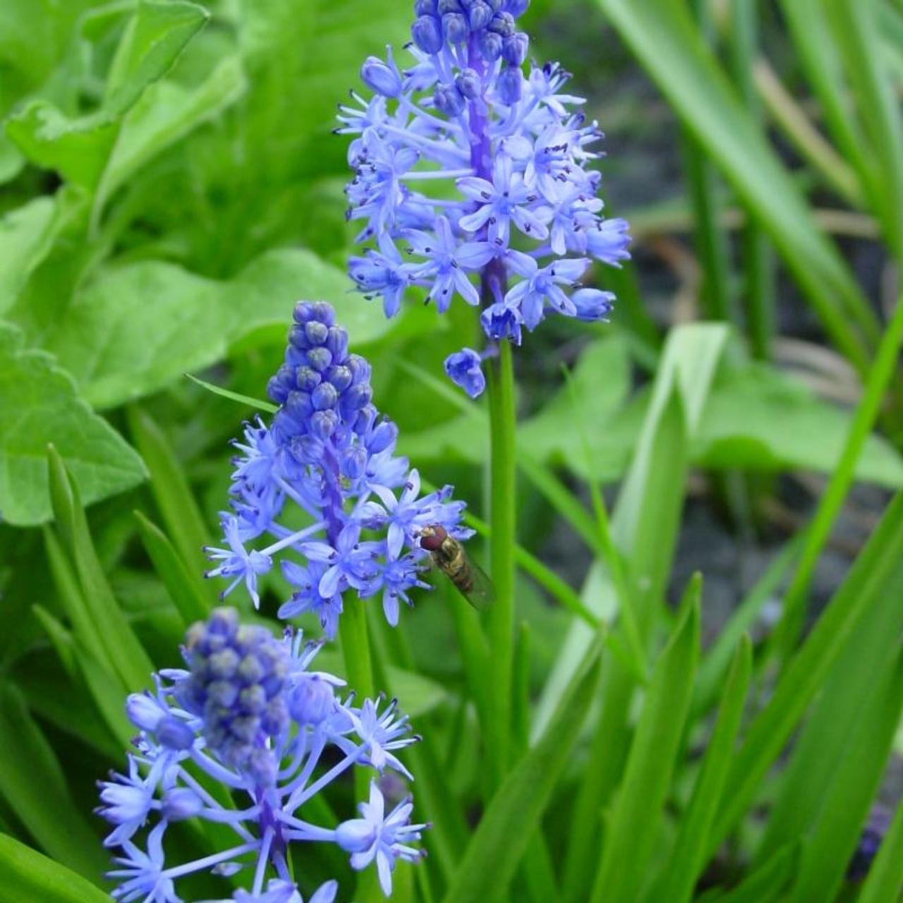 Scilla litardieri plant